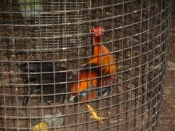 More than 100 chickens were also discovered during the Lorraine Village cleanup.